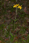 Common Leopardbane